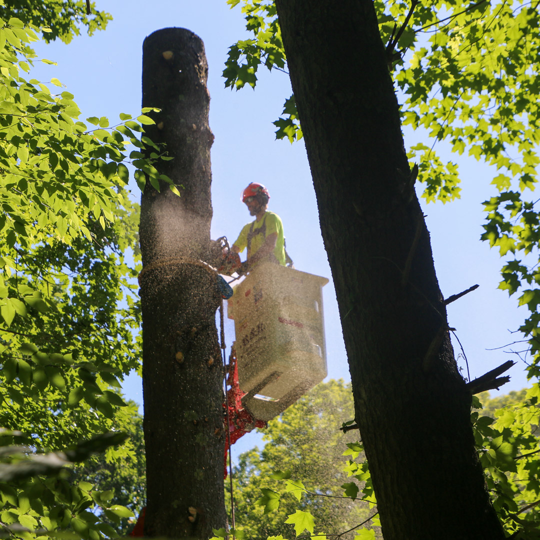 Tree removal in Coventry & Bolton, CT