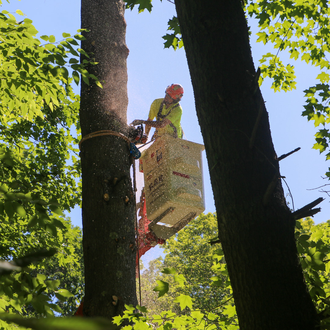 Professional tree removal in Tolland & Vernon, CT